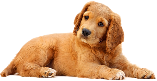 Cute pets neead a donation