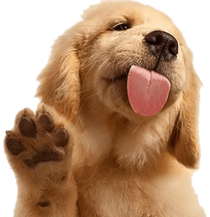 Cute puppy from the shelter
