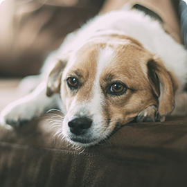 Charly the dog looking for a home