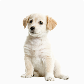 Jennifer the dog looking for a home