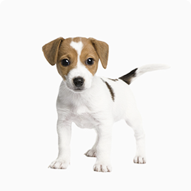 Scarlett the dog looking for a home