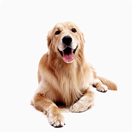 Woody the dog looking for a home