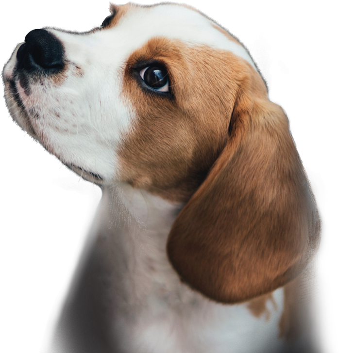Cute puppy in the shelter